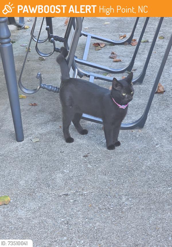 Found/Stray Female Cat last seen Kroll Ln, High Point, NC 27260