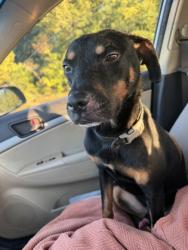 Shelter Stray Male Dog last seen broad creek by Lantham, New Bern, NC, 1639 Old Airport Rd, New Bern, NC 28562, USA