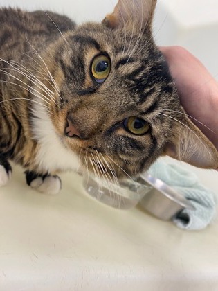 Shelter Stray Male Cat last seen Idlewild, IRC AC, FL, 6230 77th St, Vero Beach, FL 32967, USA