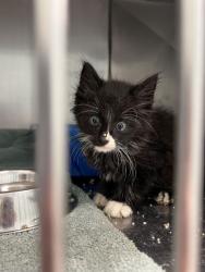 Shelter Stray Male Cat last seen Fall Creek Rd and Geist Rd, HC Strays by Out of County Residents, IN, 10501 Hague Rd, Fishers, IN 46038, USA