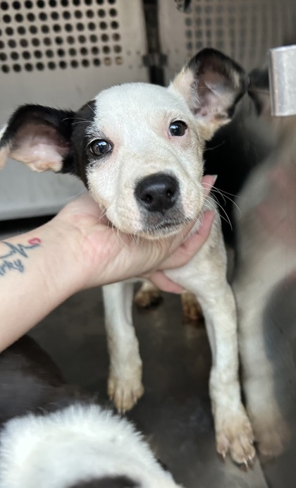 Shelter Stray Male Dog last seen Near Heron Dr, West District, TX, 355 Hillshire Dr, Haslet, TX 76052, USA