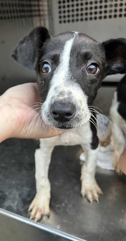 Shelter Stray Male Dog last seen Near Heron Dr, West District, TX, 355 Hillshire Dr, Haslet, TX 76052, USA