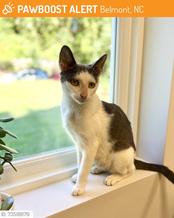Found/Stray Female Cat last seen Nixon Rd and Paddlers Way, Belmont, NC 28012
