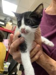 Shelter Stray Female Cat last seen Near martin st, East District, TX, 355 Hillshire Dr, Haslet, TX 76052, USA