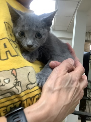 Shelter Stray Male Cat last seen Near martin st, East District, TX, 355 Hillshire Dr, Haslet, TX 76052, USA