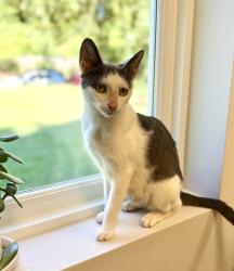 Found/Stray Female Cat last seen Nixon Rd and Paddlers Way, Belmont, NC 28012
