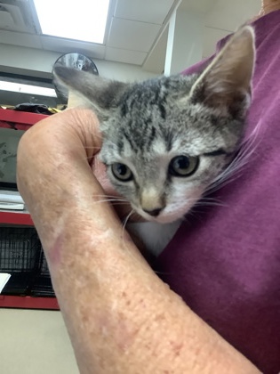 Shelter Stray Female Cat last seen Near martin st, East District, TX, 355 Hillshire Dr, Haslet, TX 76052, USA