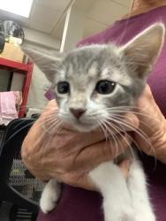 Shelter Stray Male Cat last seen Near martin st, East District, TX, 355 Hillshire Dr, Haslet, TX 76052, USA