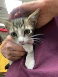 Shelter Stray Female Cat last seen Near martin st, East District, TX, 355 Hillshire Dr, Haslet, TX 76052, USA