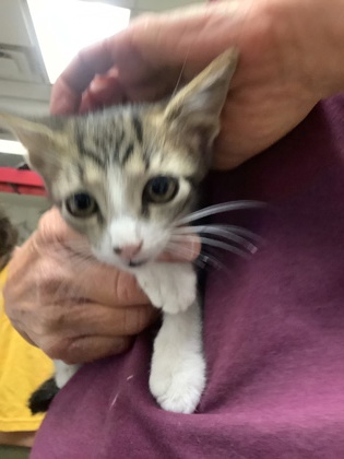 Shelter Stray Female Cat last seen Near martin st, East District, TX, 355 Hillshire Dr, Haslet, TX 76052, USA
