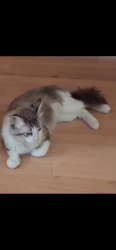 Lost Male Cat last seen Rolling oaks drive, Burnsville, mn, Burnsville, MN 55337