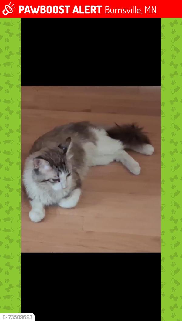 Lost Male Cat last seen Rolling oaks drive, Burnsville, mn, Burnsville, MN 55337
