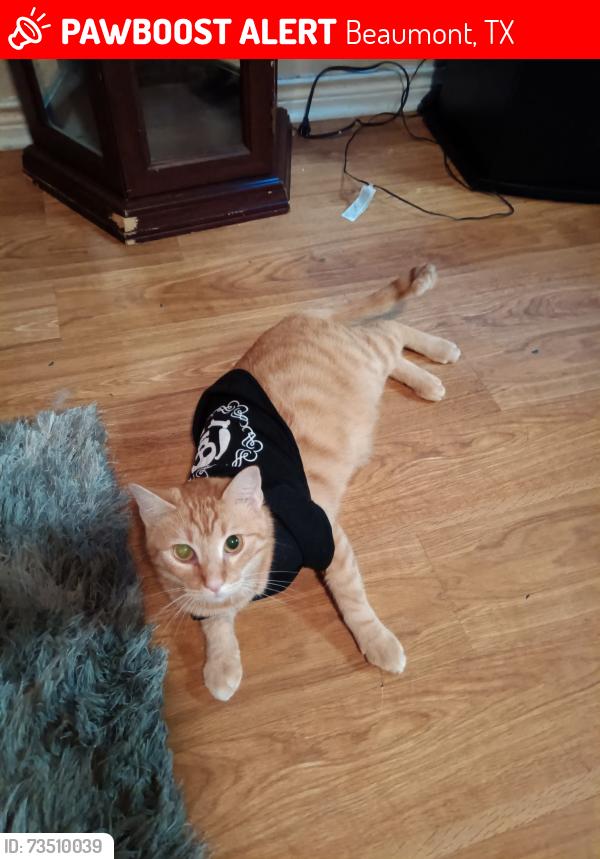 Lost Male Cat last seen Steelton and Fillmore, Beaumont, TX 77703