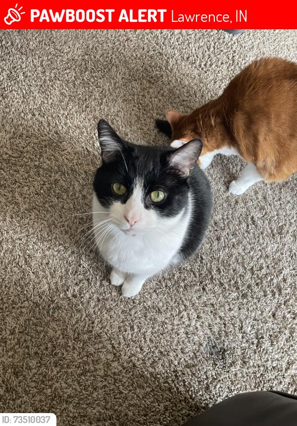 Lost Male Cat last seen 56th st and Shadeland Way, Lawrence, IN 46226
