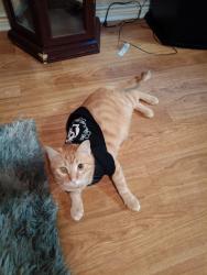 Lost Male Cat last seen Steelton and Fillmore, Beaumont, TX 77703
