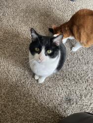 Lost Male Cat last seen 56th st and Shadeland Way, Lawrence, IN 46226