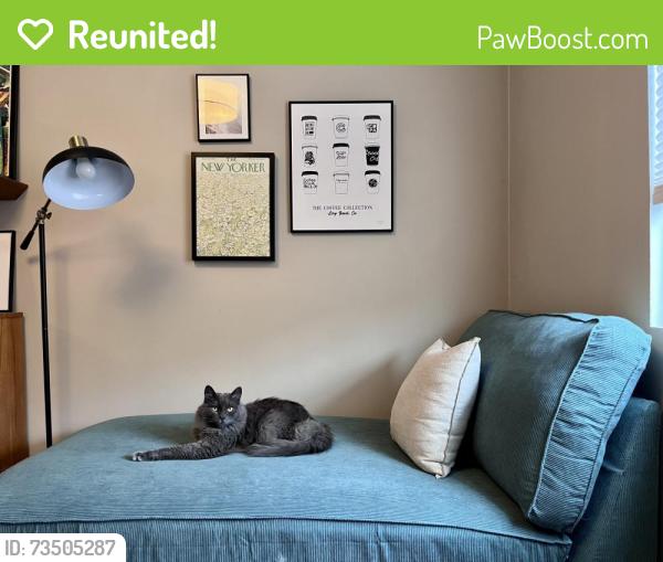 Reunited Male Cat last seen Pageantry and Palo Verde, Long Beach, CA 90808