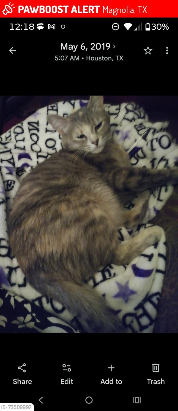 Lost Female Cat last seen Woodland Lakes Subdivision, Magnolia, TX 77355
