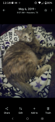 Lost Female Cat last seen Woodland Lakes Subdivision, Magnolia, TX 77355