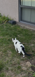 Reunited Unknown Cat last seen Excelsior Blvd and Monterey St near Trader joes, Hennepin County, MN 55305