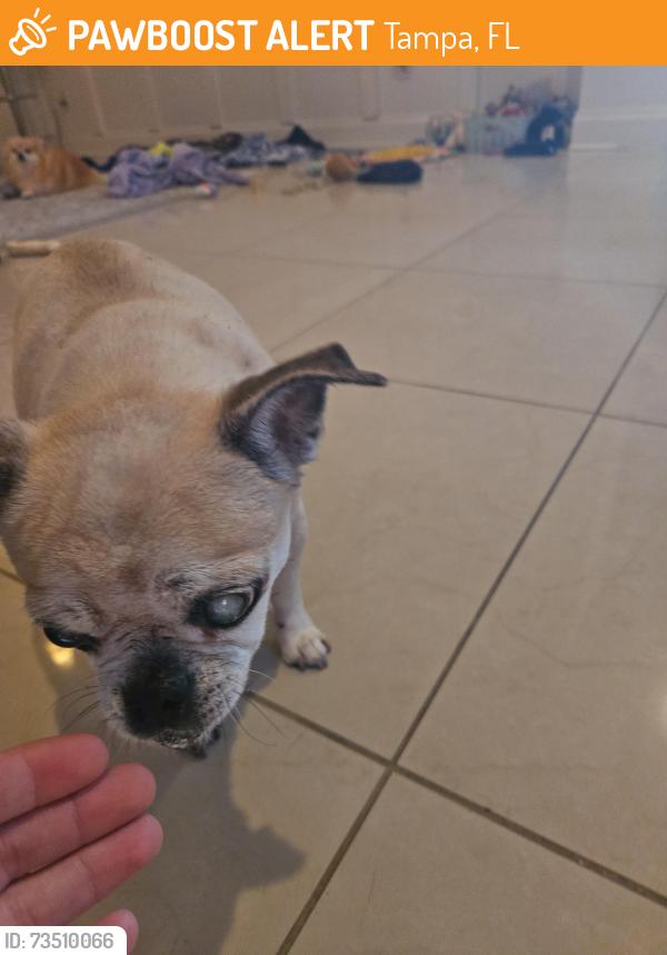 Found/Stray Unknown Dog last seen Bay and elberon, Tampa, FL 33611