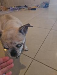 Found/Stray Unknown Dog last seen Bay and elberon, Tampa, FL 33611