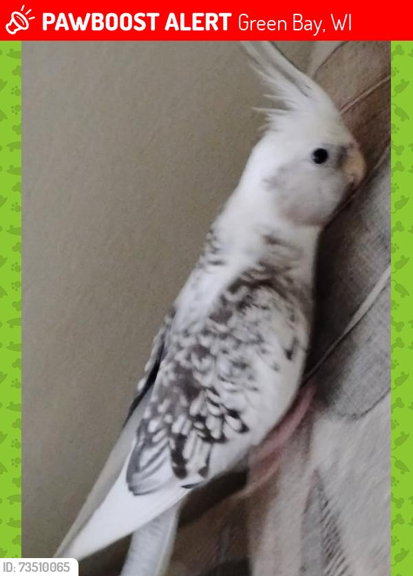 Lost Female Bird last seen packerland and cormier, Green Bay, WI 54304