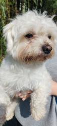 Found/Stray Male Dog last seen Highway 70S near GoDog West Nashville, Nashville, TN 37205