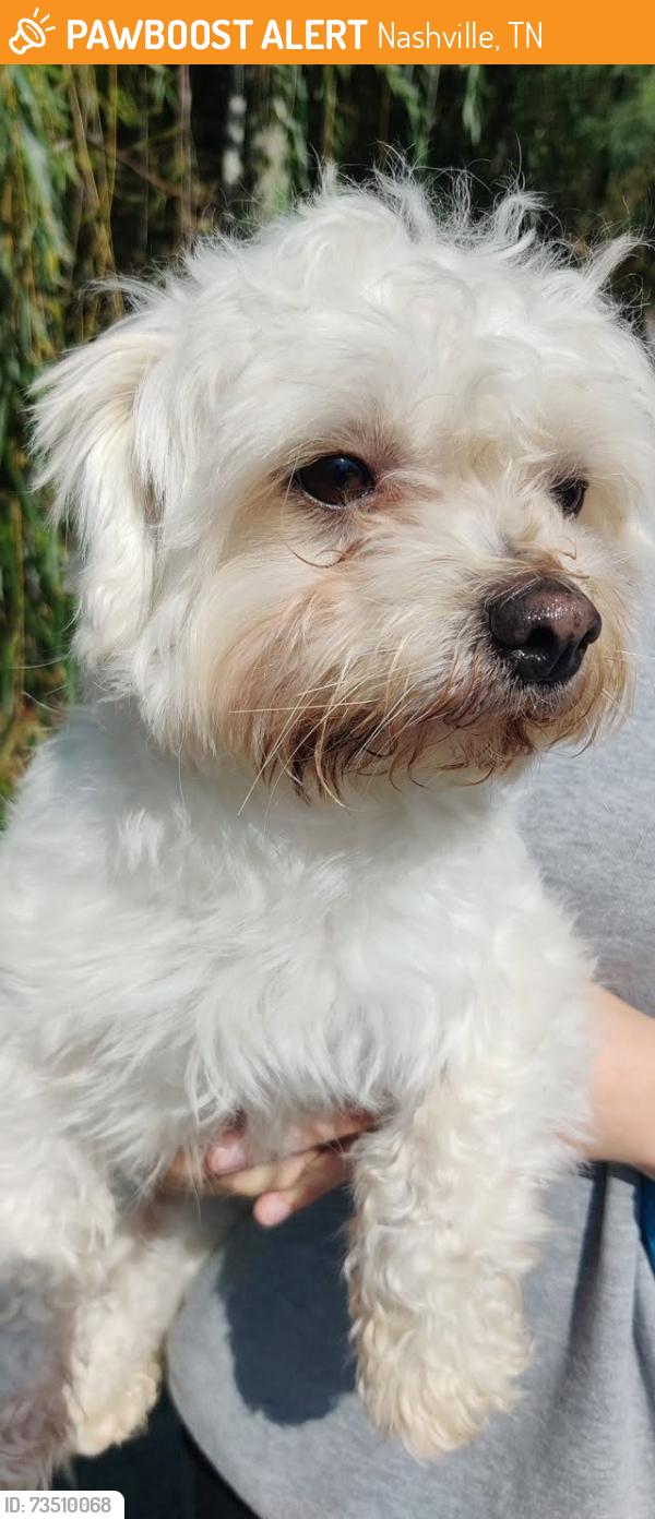 Found/Stray Male Dog last seen Highway 70S near GoDog West Nashville, Nashville, TN 37205