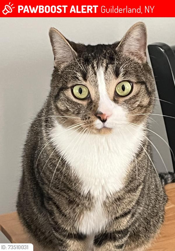 Lost Male Cat last seen Farnsworth Middle School, Guilderland, NY 12084