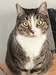 Lost Male Cat last seen Farnsworth Middle School, Guilderland, NY 12084