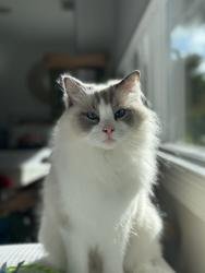 Reunited Male Cat last seen Near Edinburg Ave, Cardiff, CA 92007, USA, Encinitas, CA 92007