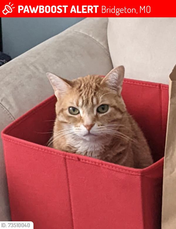 Lost Male Cat last seen Lindbergh and FeeFee, Bridgeton, MO 63044