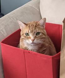Lost Male Cat last seen Lindbergh and FeeFee, Bridgeton, MO 63044