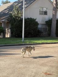 Found/Stray Unknown Dog last seen Corinne Ct & Misty Cove Dr., Katy, TX 77449