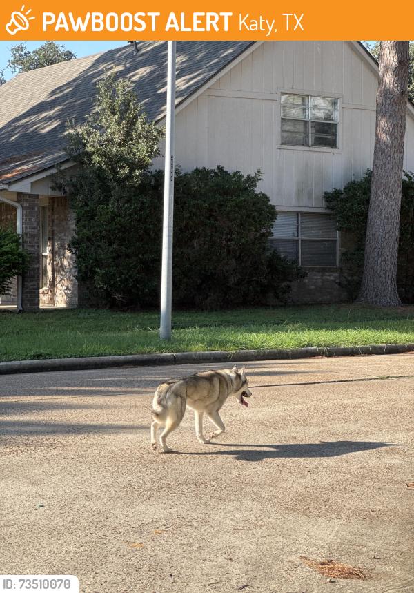Found/Stray Unknown Dog last seen Corinne Ct & Misty Cove Dr., Katy, TX 77449