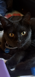 Lost Male Cat last seen Westmont Ave, Campbell, Campbell, CA 95008
