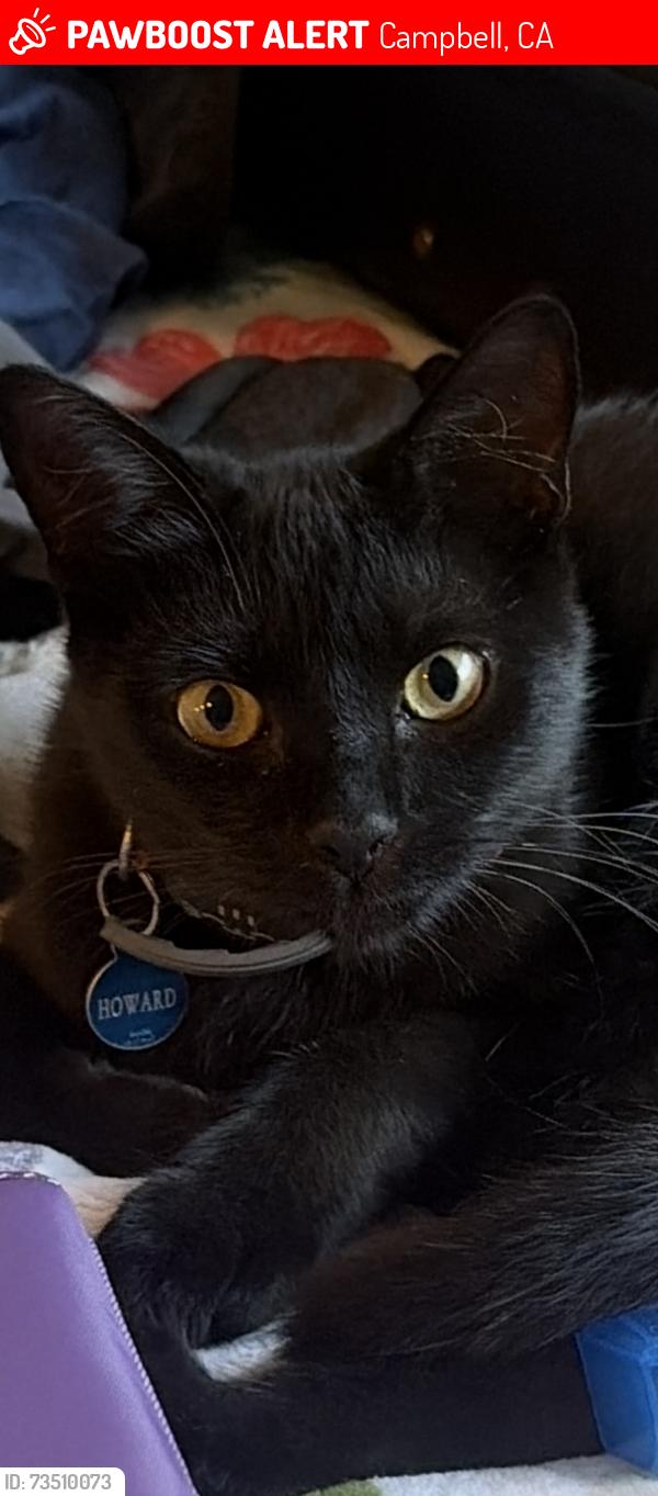 Lost Male Cat last seen Westmont Ave, Campbell, Campbell, CA 95008