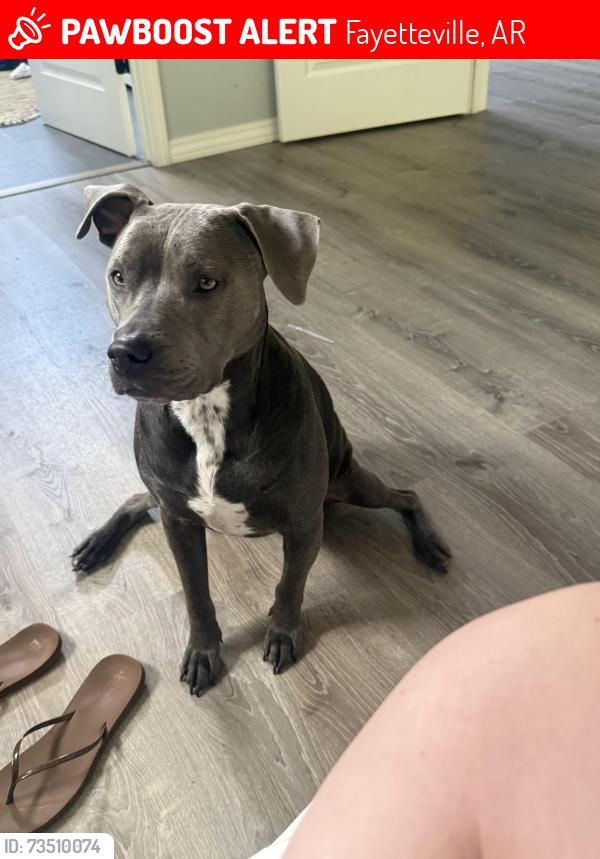 Lost Female Dog last seen Hill, Fayetteville, AR 72701