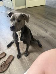 Lost Female Dog last seen Hill, Fayetteville, AR 72701