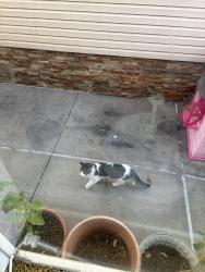 Found/Stray Unknown Cat last seen Lefferts blvd, Queens, NY 11420