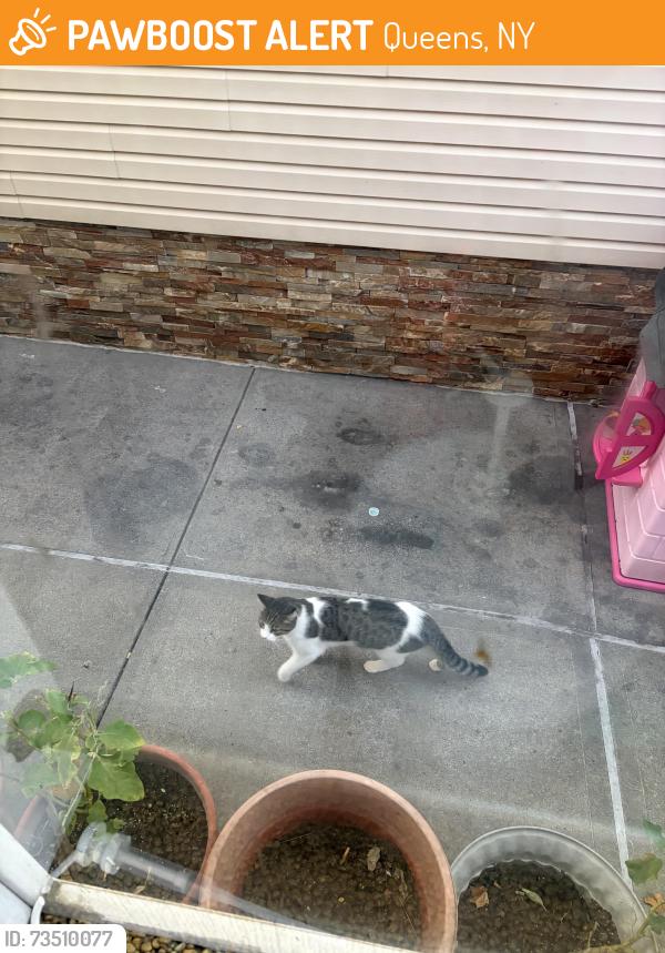 Found/Stray Unknown Cat last seen Lefferts blvd, Queens, NY 11420