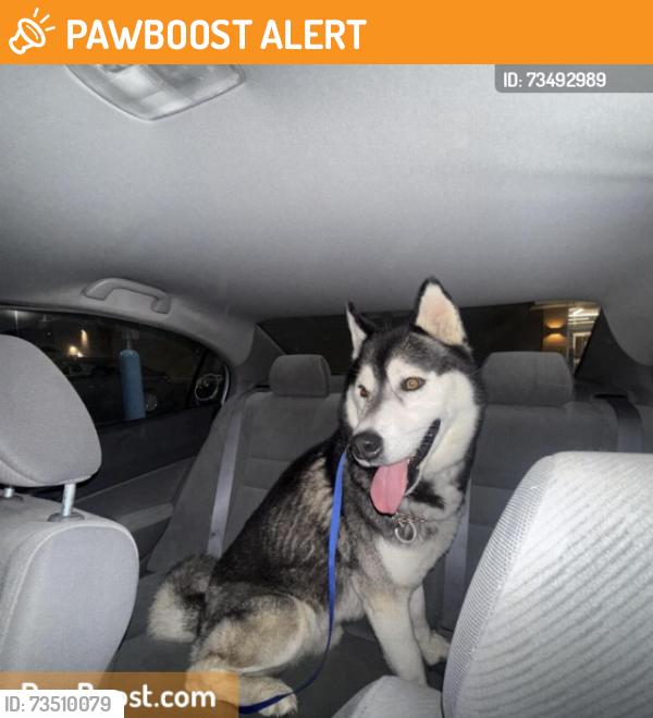 Found/Stray Male Dog last seen Grandview, OH, Grandview Heights, OH 43212