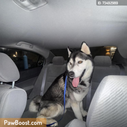 Found/Stray Male Dog last seen Grandview, OH, Grandview Heights, OH 43212