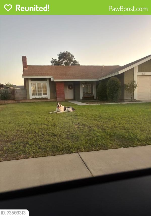 Reunited Male Dog last seen N Cactus Ave, Rialto, CA, USA, Rialto, CA 92376