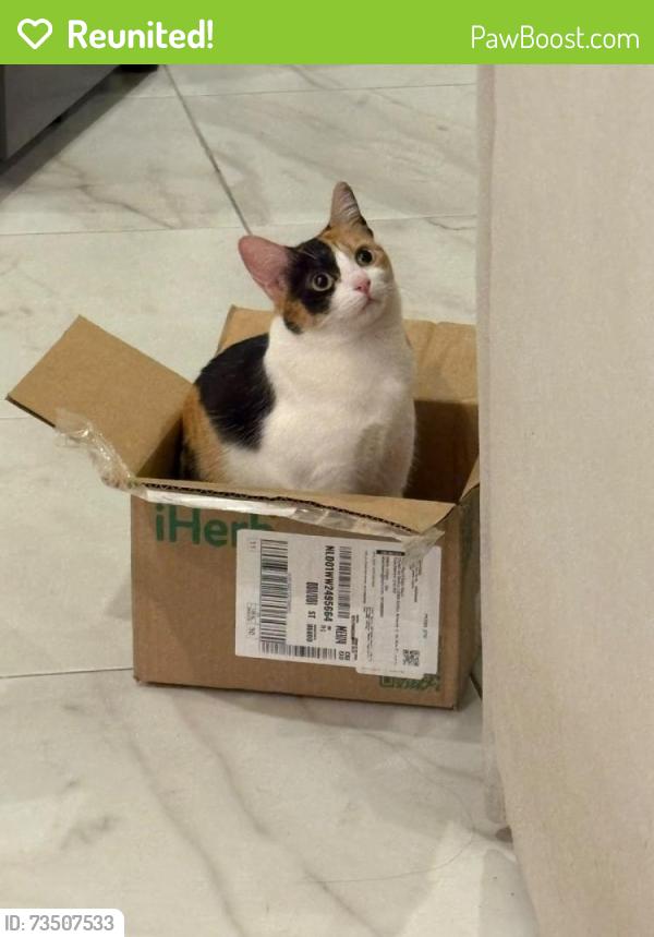 Reunited Female Cat last seen Near Basswood Court, Laurel, Maryland, Laurel, MD 20708