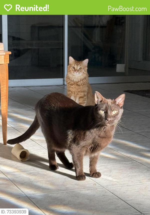 Reunited Male Cat last seen Ivanhoe, Port St. Lucie, FL 34983