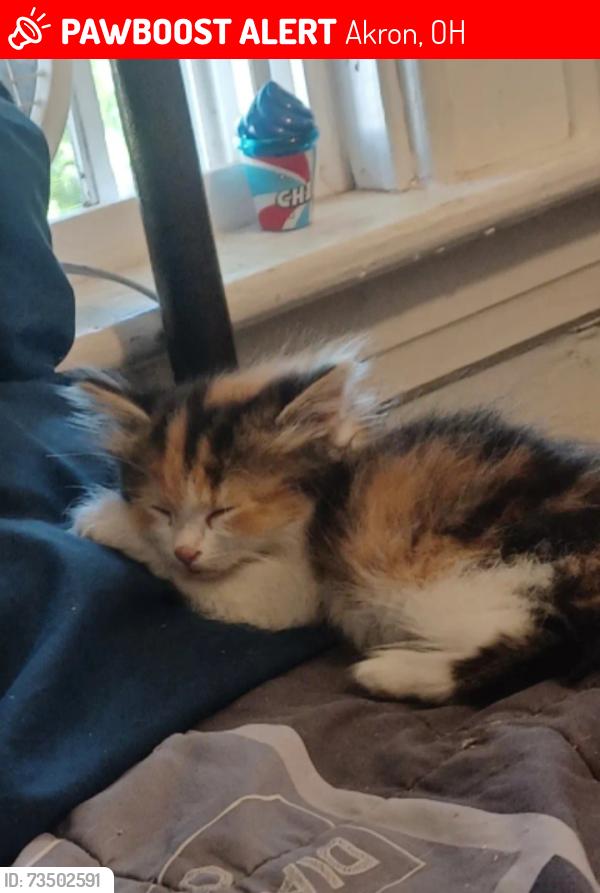 Lost Female Cat last seen Evergreen ave, Akron, OH 44301