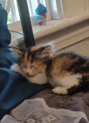 Lost Female Cat last seen Evergreen ave, Akron, OH 44301