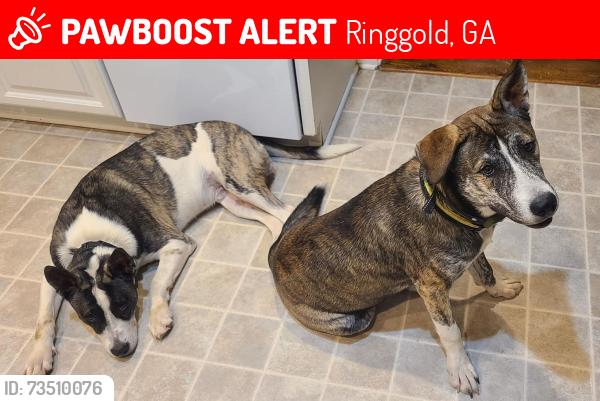 Lost Male Dog last seen Daddy rd or deadmon rd, Ringgold, GA 30736